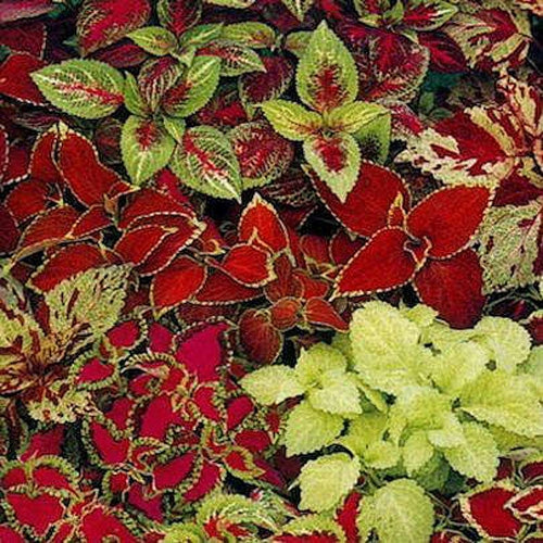 Coleus Fairway Mix Colorful Leaf Plant Seeds