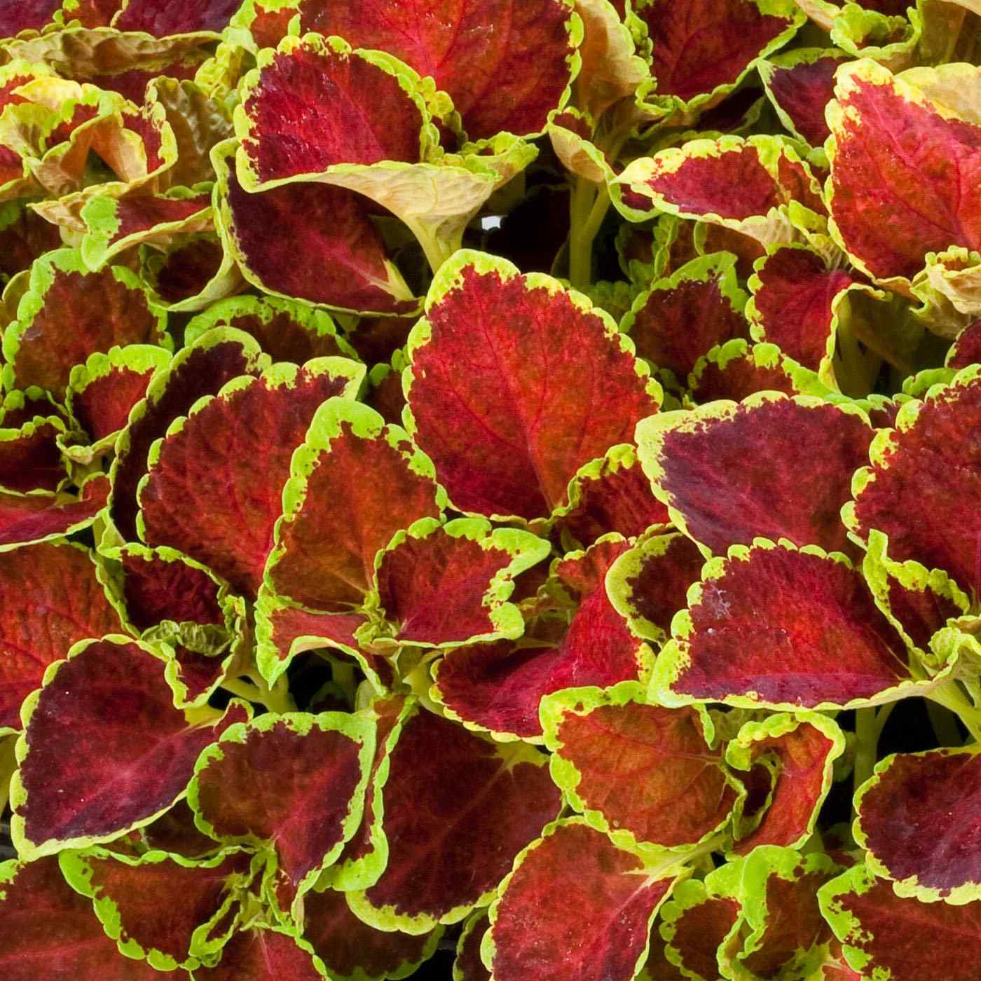 Coleus Ruby Deep Red Foliage Plant Seeds