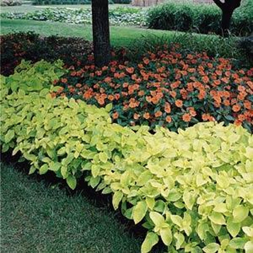 Coleus Golden Bright Foliage Plant Seeds