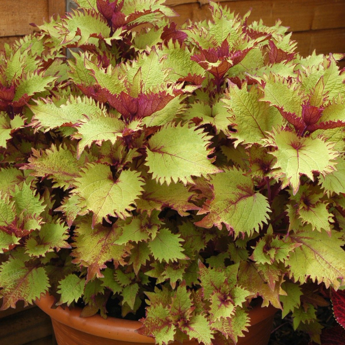 Coleus Henna Seeds