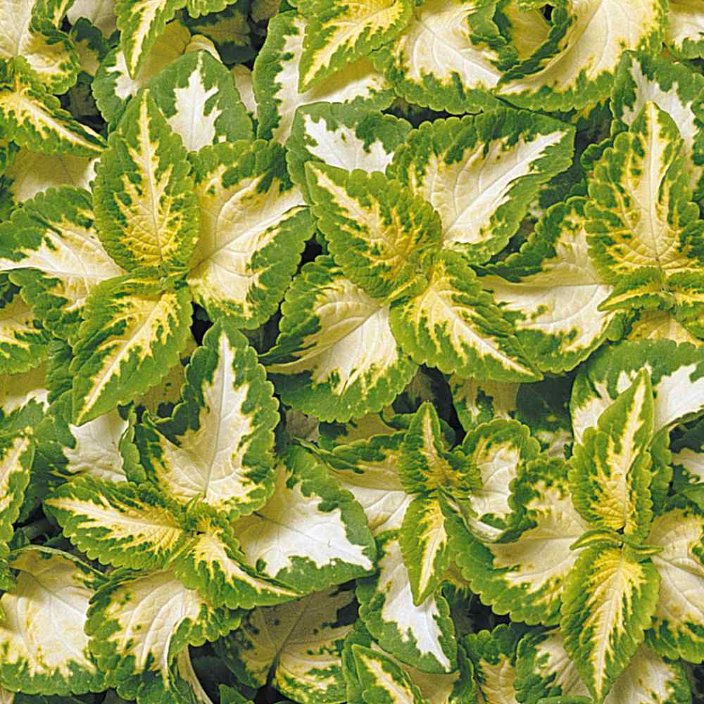 Coleus Jade Deep Green Foliage Plant Seeds