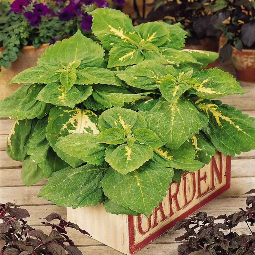 Coleus Golden Bright Foliage Plant Seeds