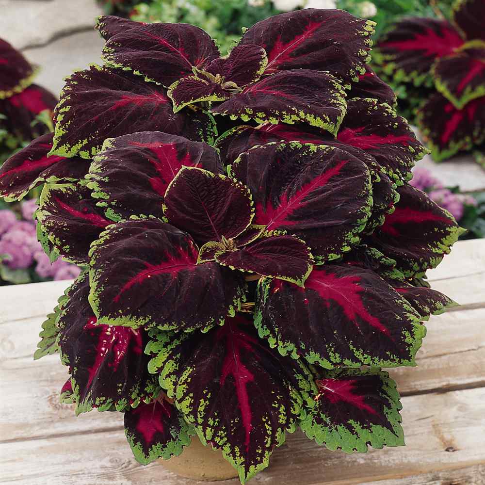 Coleus Red Bold Leaf Plant Seeds