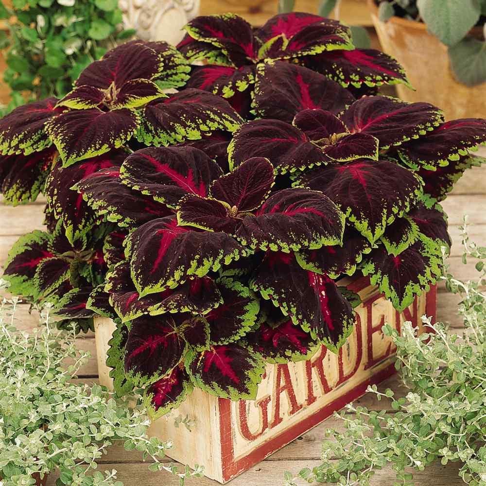 Coleus Red Bold Leaf Plant Seeds