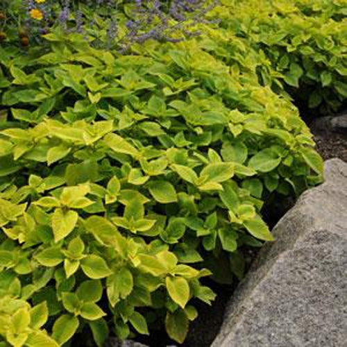 Coleus Lime Bright Green Leaf Plant Seeds