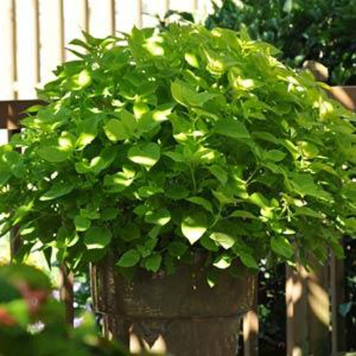 Coleus Lime Bright Green Leaf Plant Seeds