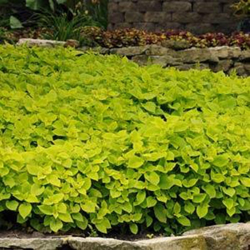 Coleus Lime Bright Green Leaf Plant Seeds