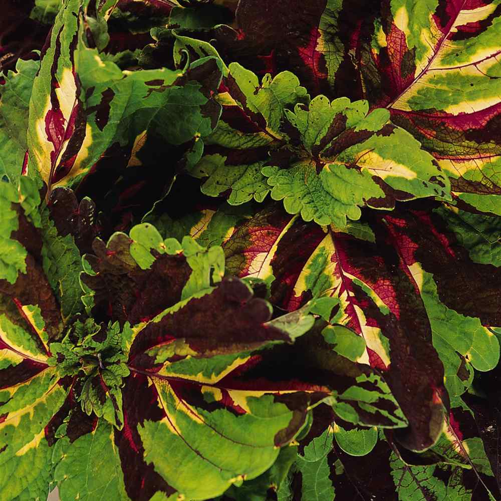 Coleus Mosaic Multicolor Pattern Leaf Plant Seeds