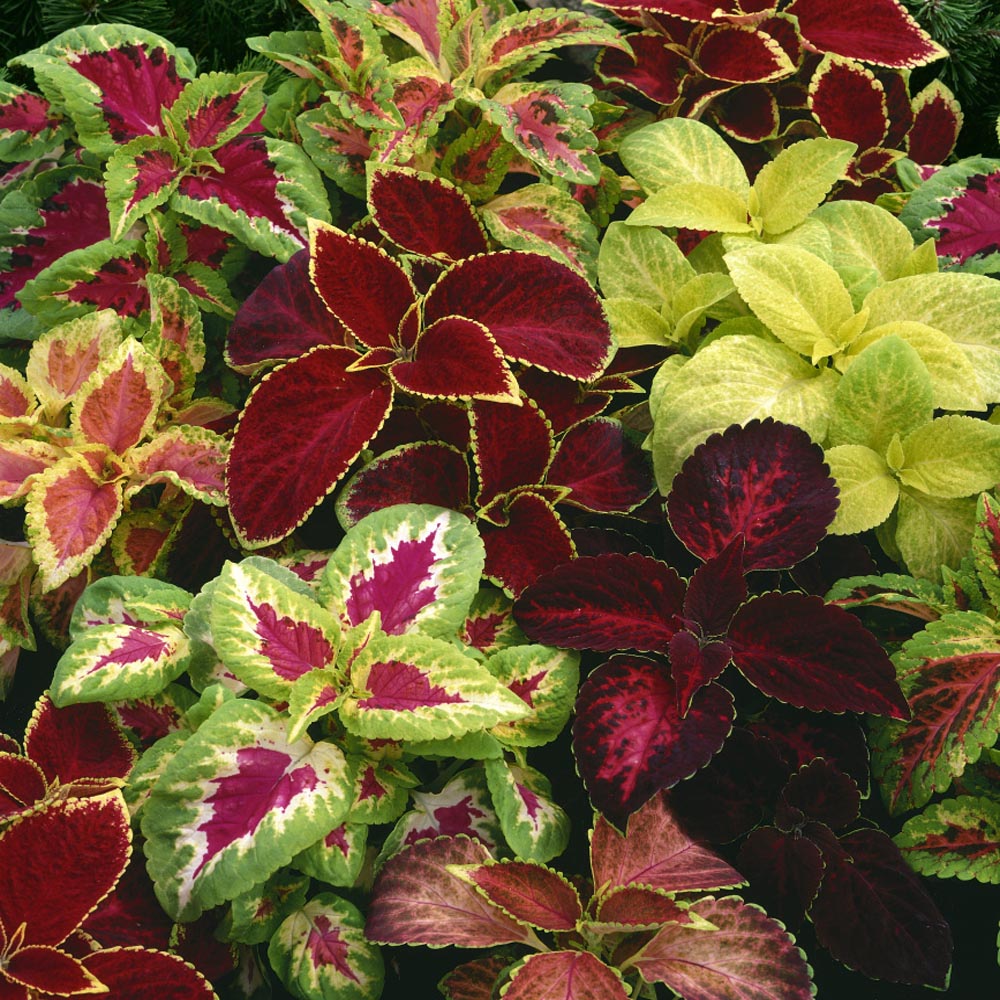 Coleus Mosaic Multicolor Pattern Leaf Plant Seeds