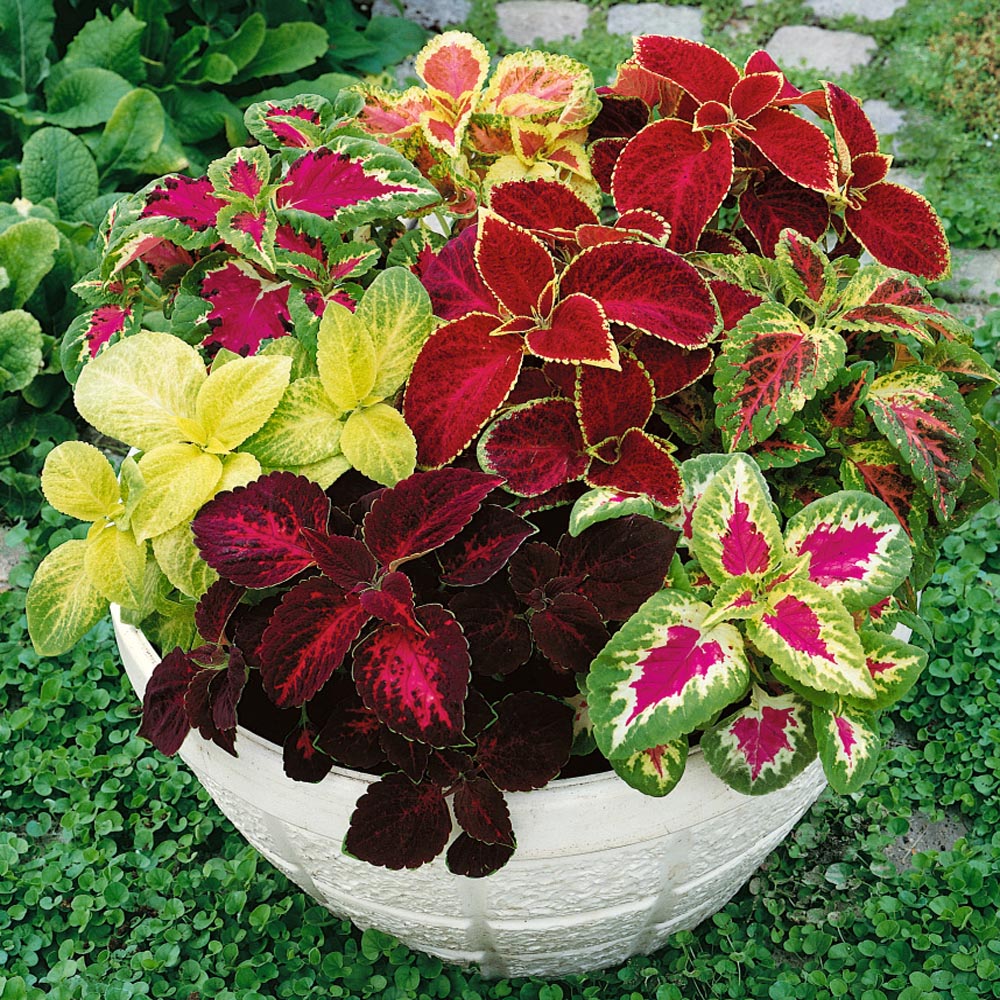 Coleus Mosaic Multicolor Pattern Leaf Plant Seeds