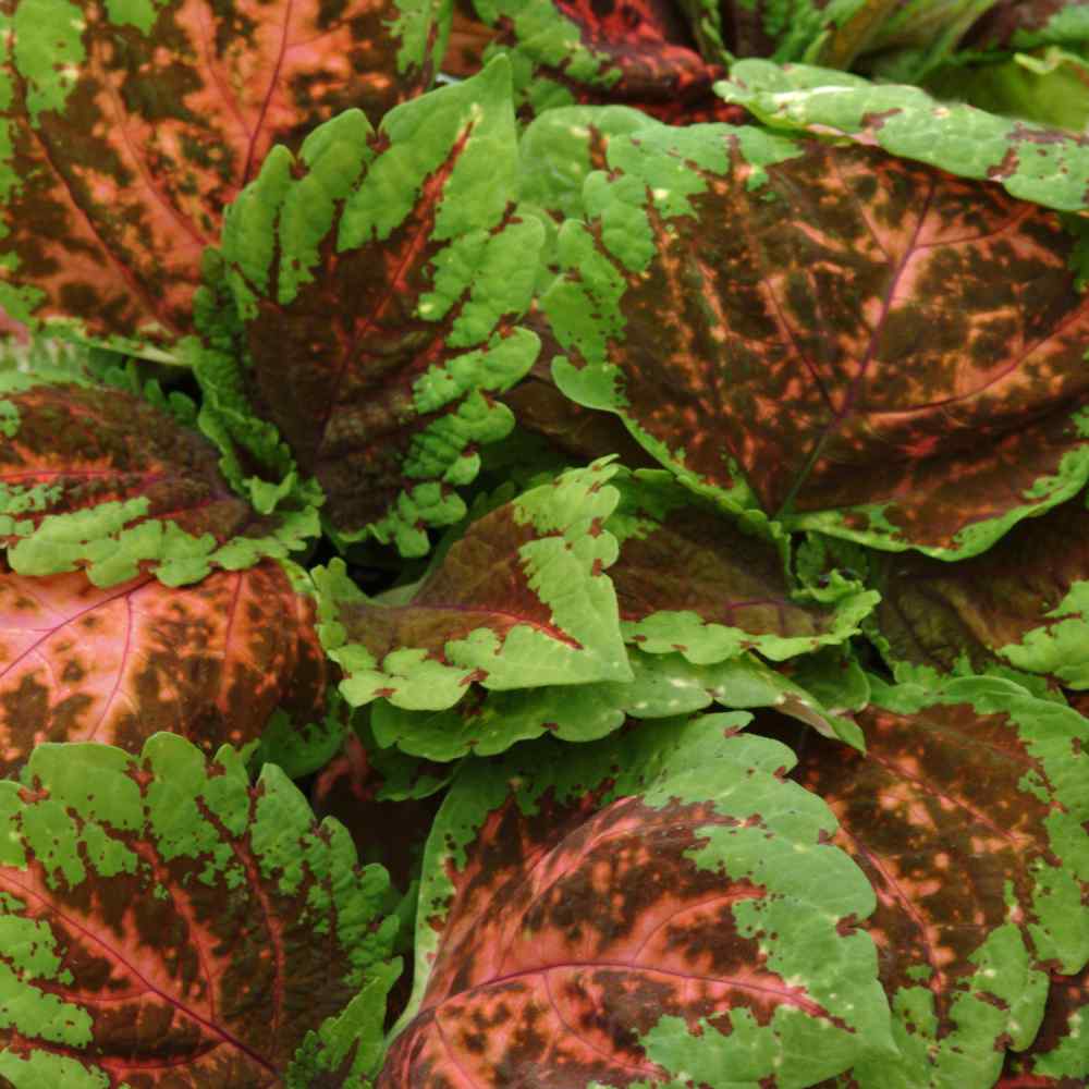 Coleus Salmon Soft Hue Leaf Plant Seeds