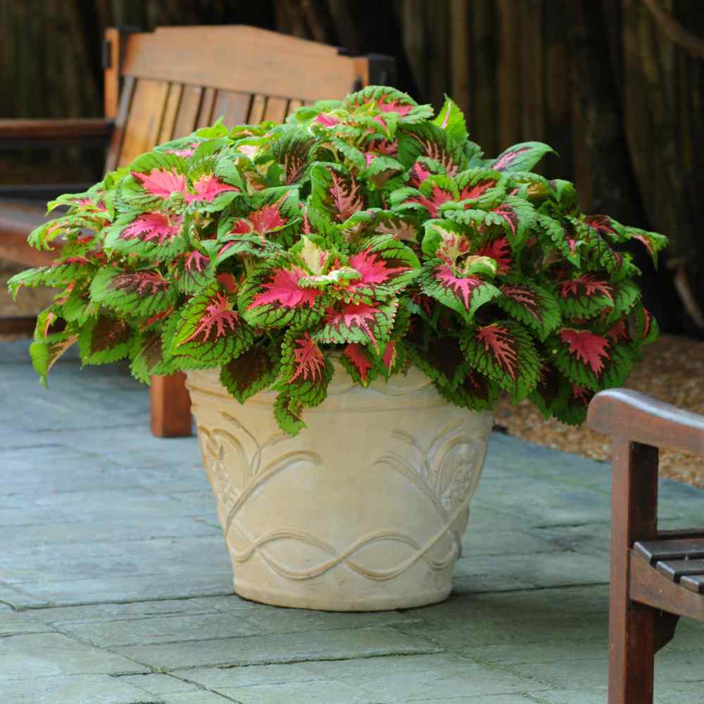 Coleus Salmon Soft Hue Leaf Plant Seeds