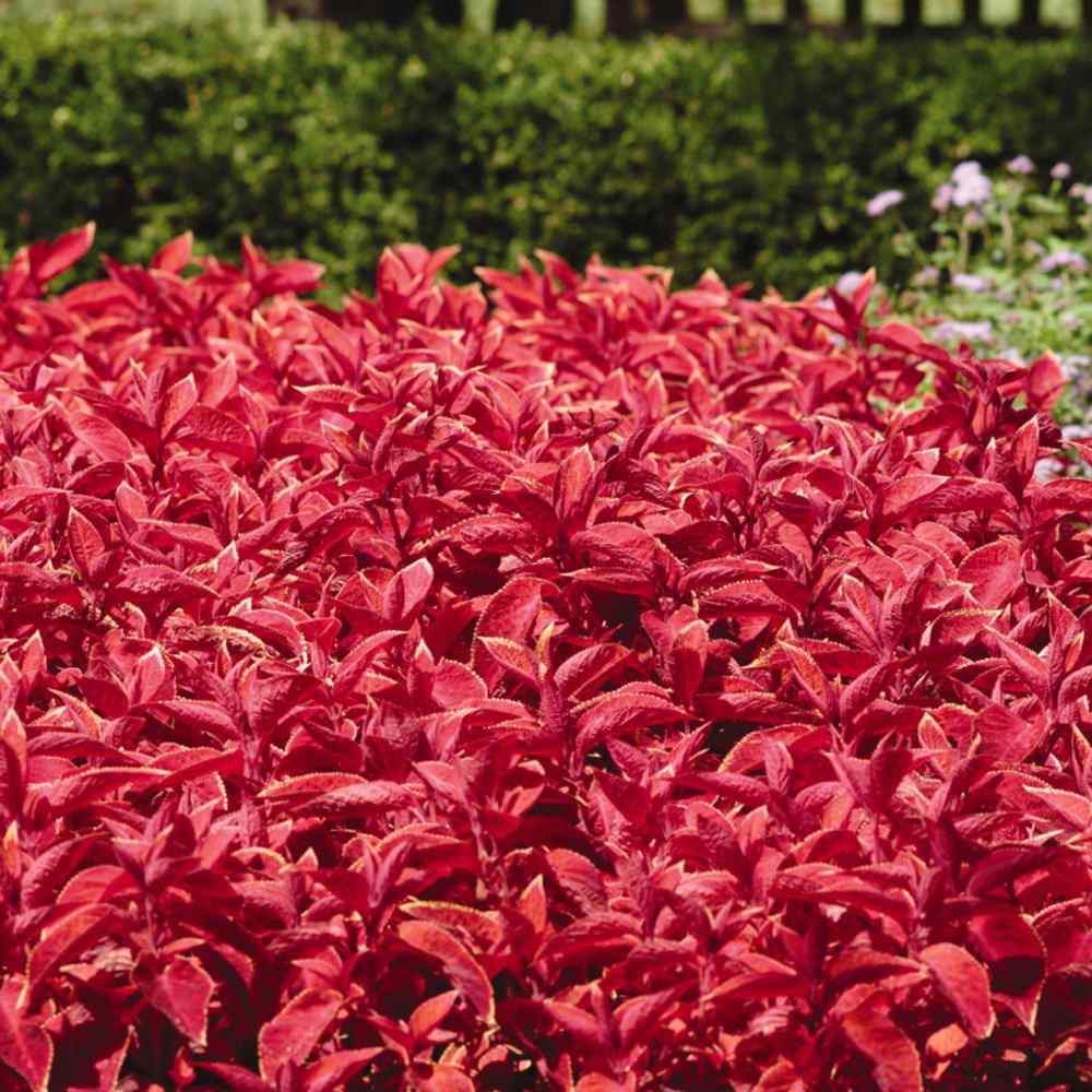 Coleus Sunset Warm-Toned Leaf Plant Seeds