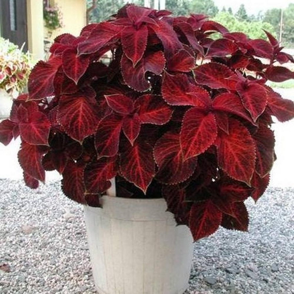 Coleus Velvet Red Rich Red Foliage Plant Seeds