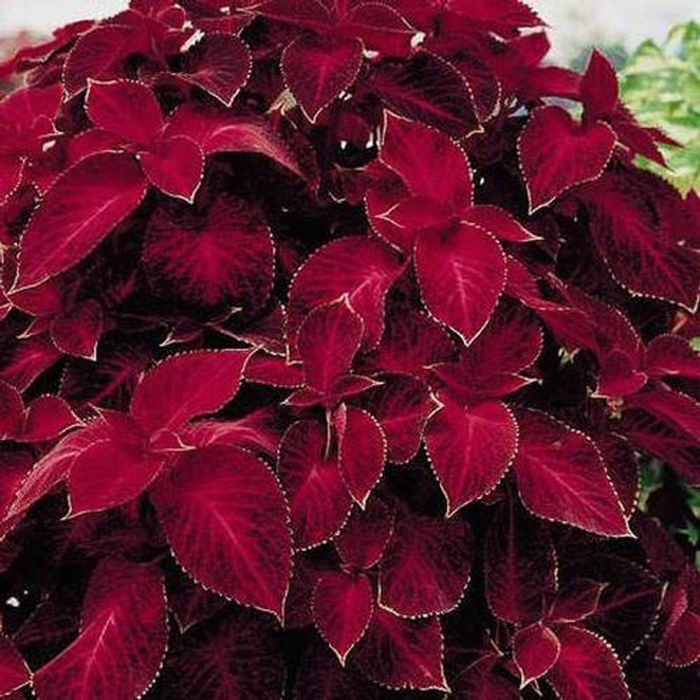 Coleus Velvet Red Rich Red Foliage Plant Seeds