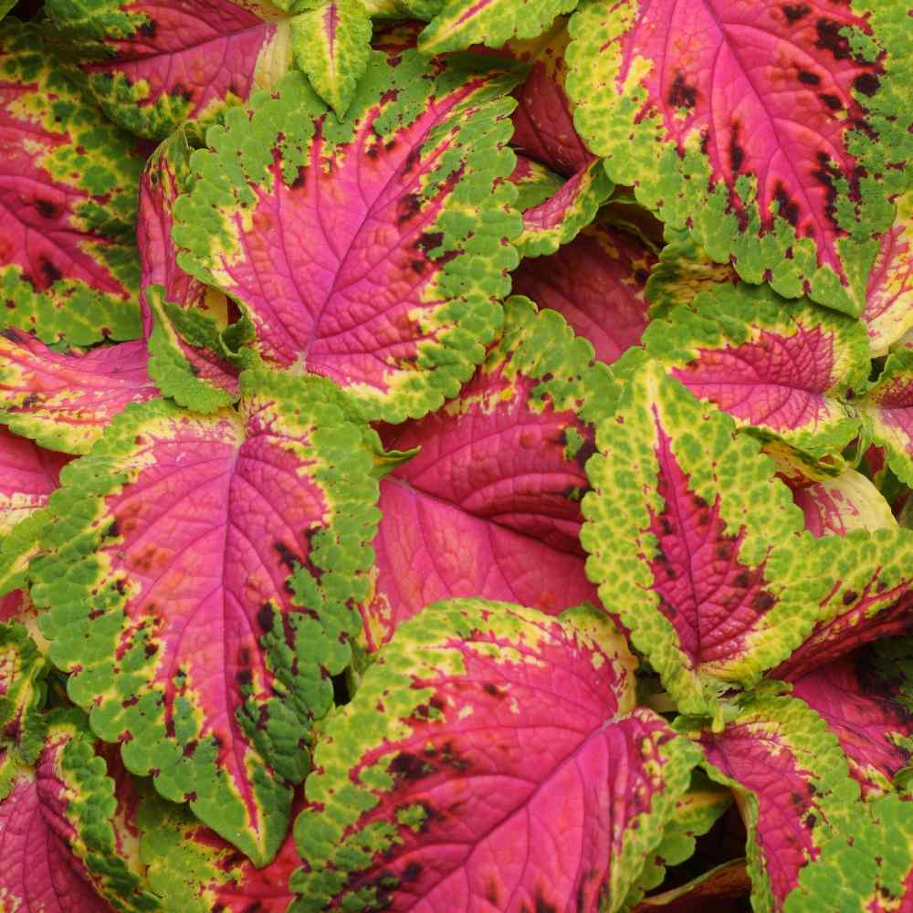 Coleus Watermelon Unique Pattern Leaf Plant Seeds