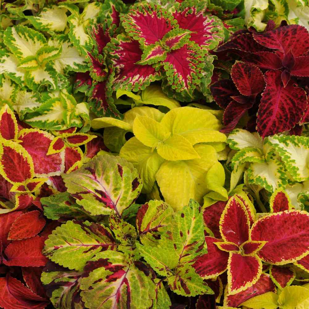 Coleus Wizard Mix Ornamental Foliage Plant Seeds