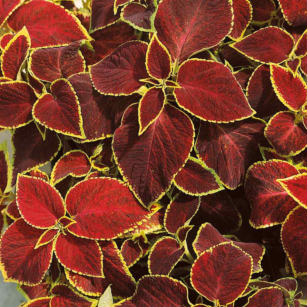 Coleus Scarlet Bright Red Foliage Plant Seeds