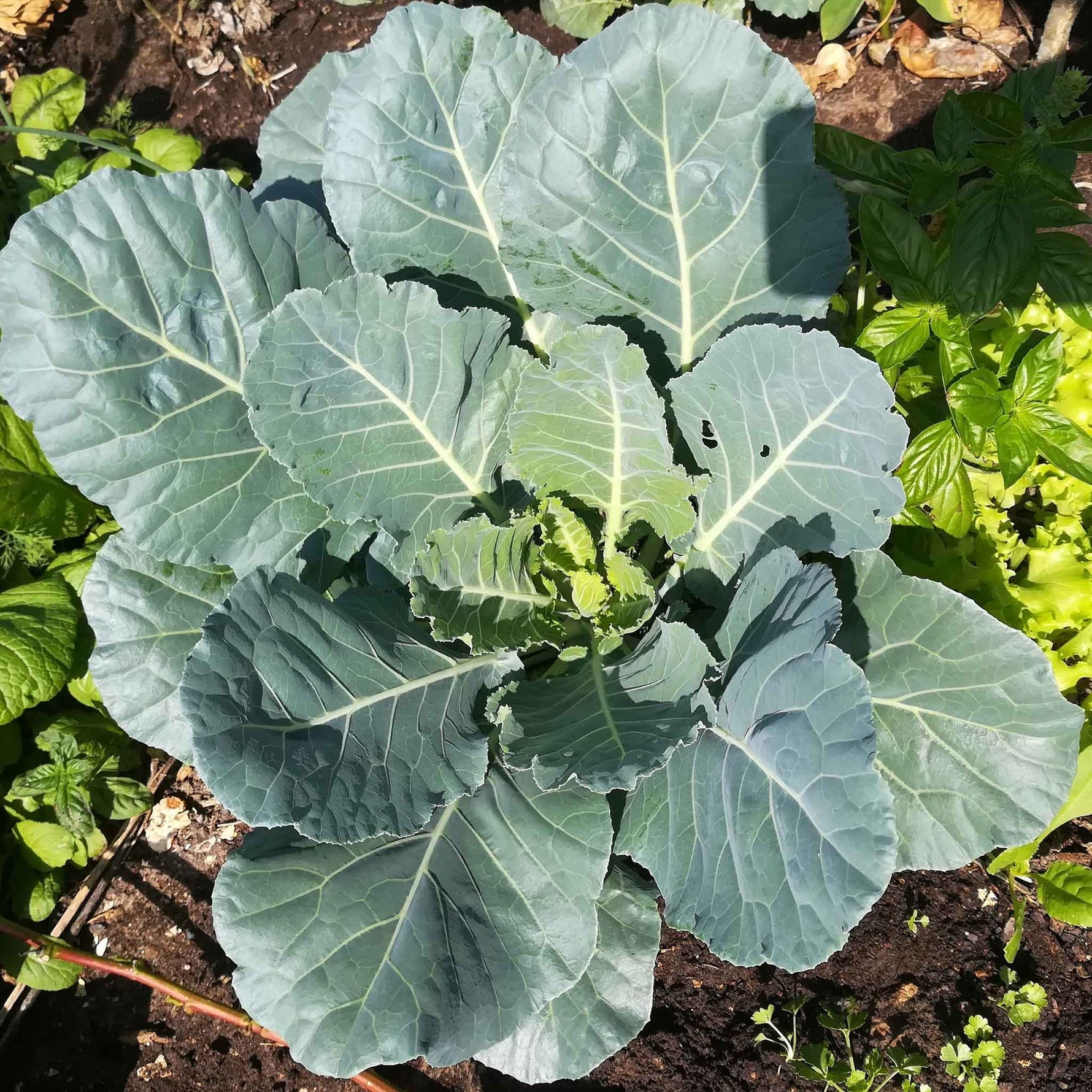 vegetables fresh high quality vegetable seeds for home gardens and farms perfect for growing healthy and nutritious crops organic vegetables premium organic vegetable seeds for sustainable farming and healthy homegrown produce suitable for all climates