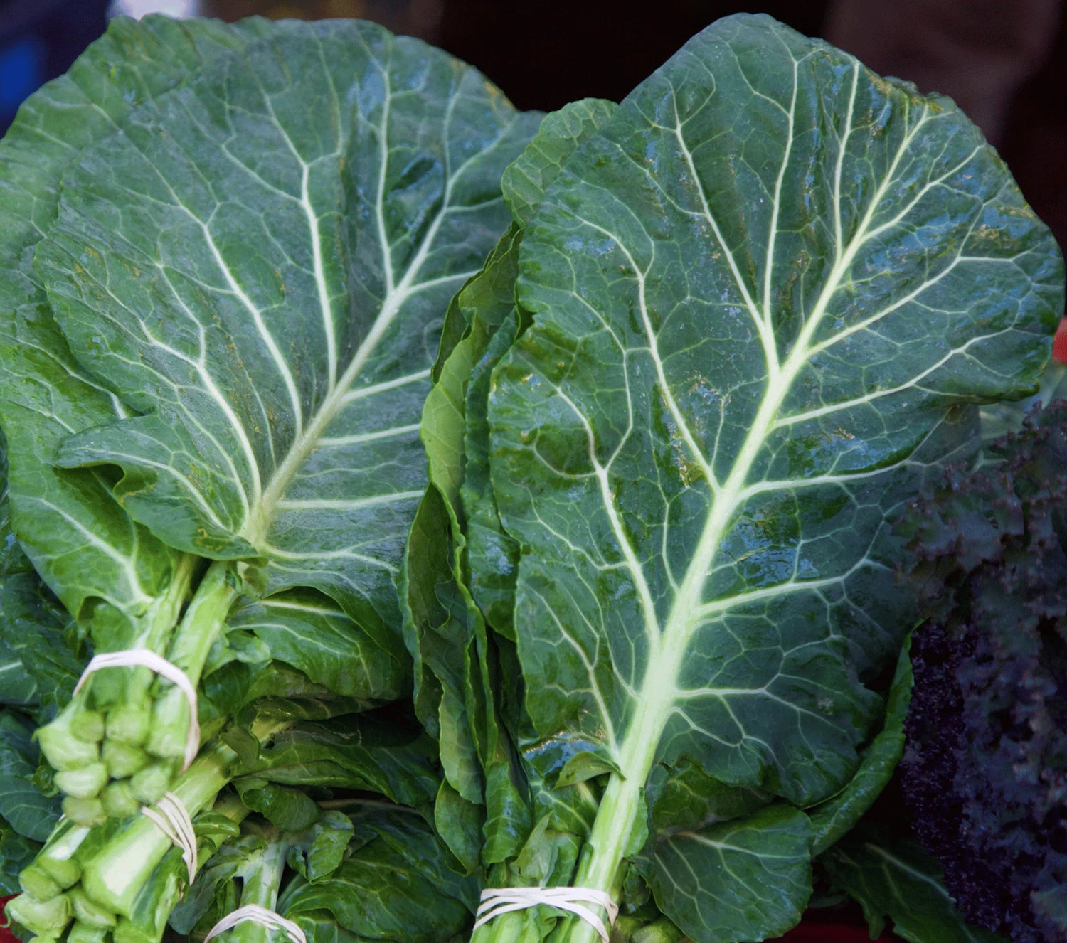 Green Brassica Seeds for Planting, heirloom & Non-GMO Seeds