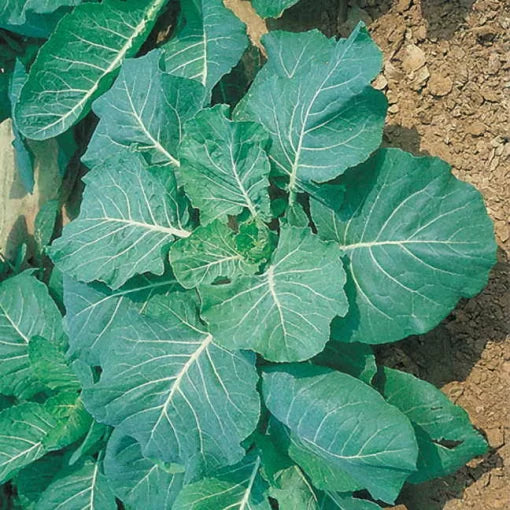 Georgia collard greens seeds heirloom Non-GMO for home gardening