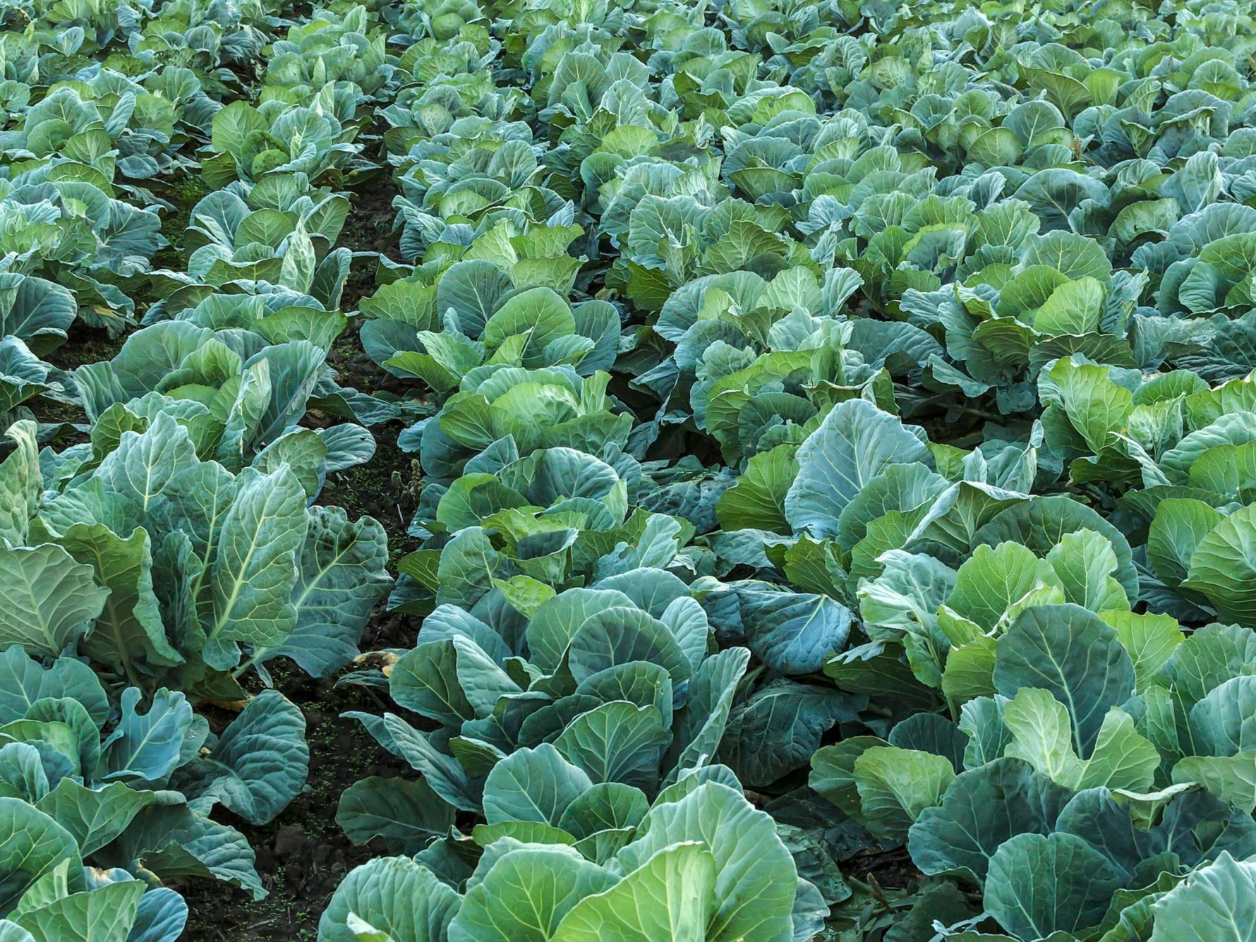 Georgia collard greens seeds planting guide for gardeners