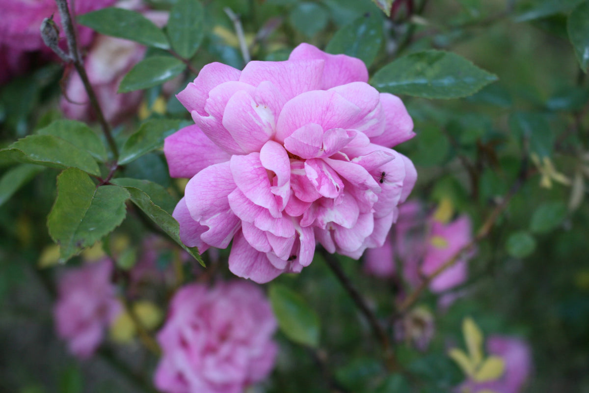 Chinese Rose Rosa Chinensis Flower Seeds for Planting in Home Garden and Decorative Borders