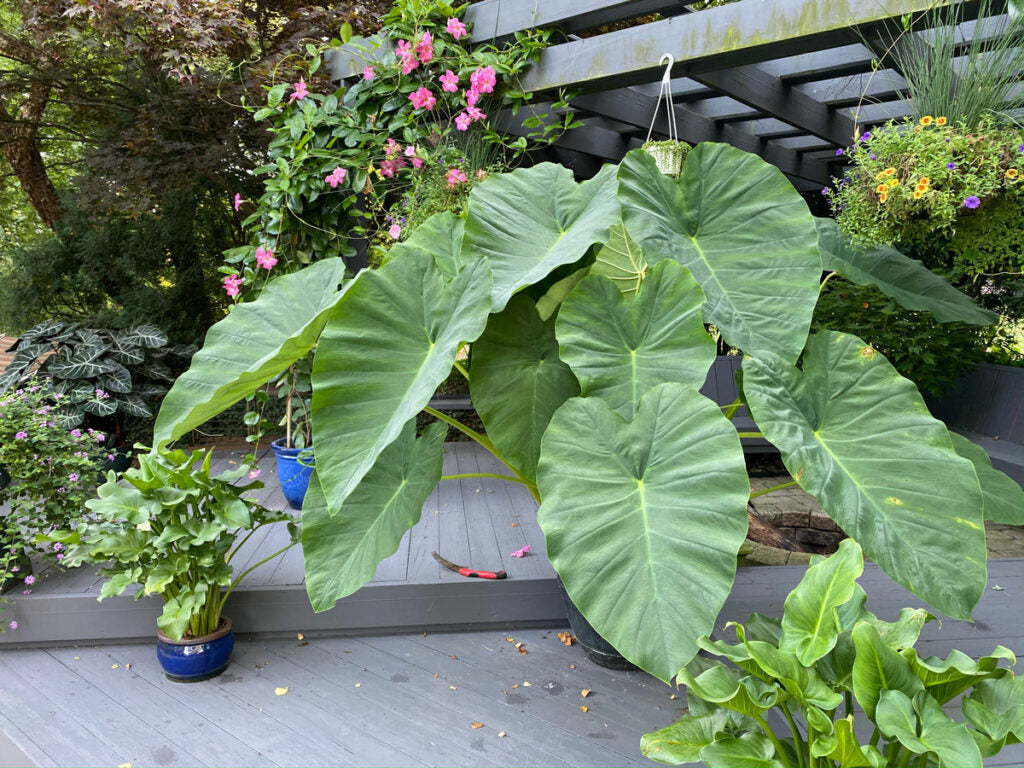 Jacks Giant Elephant Ear Bulb