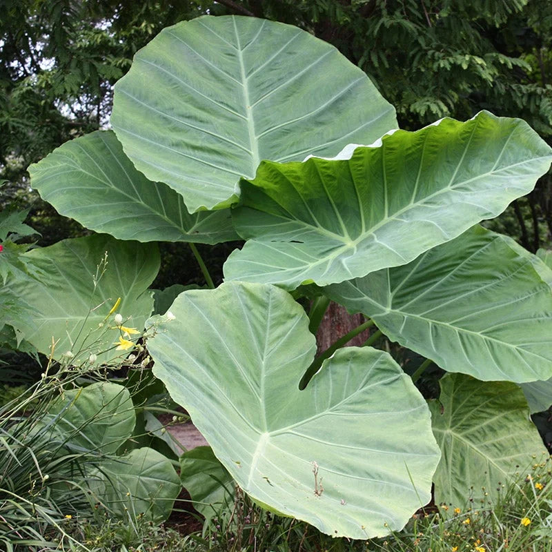 Jacks Giant Elephant Ear Bulb