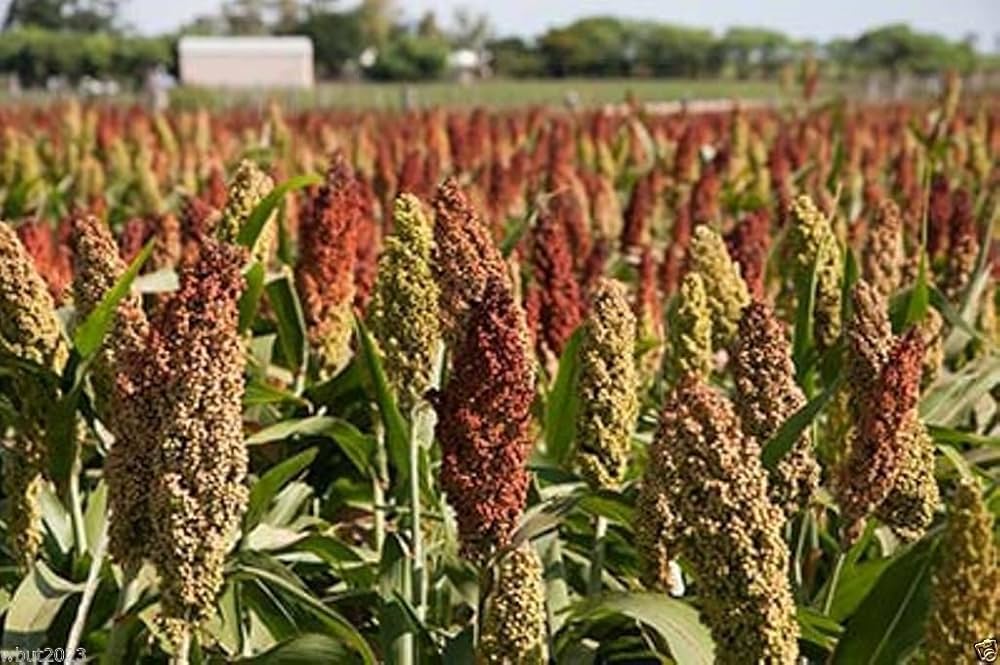 Colored Upright Vacuum Cleaner Sorghum Seeds – Ornamental Grain with Unique Color - Dharaseeds