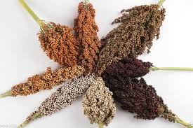 Colored Upright Vacuum Cleaner Sorghum Seeds – Ornamental Grain with Unique Color - Dharaseeds