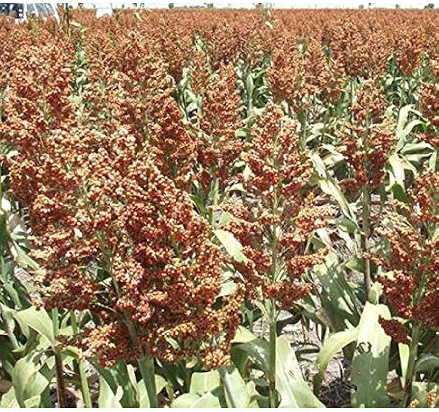 Colored Upright Vacuum Cleaner Sorghum Seeds – Ornamental Grain with Unique Color - Dharaseeds