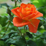 Colorful Roses with Red Edge Seeds (100 pcs) – Vibrant Rose Mix for Garden or Pots - Dharaseeds