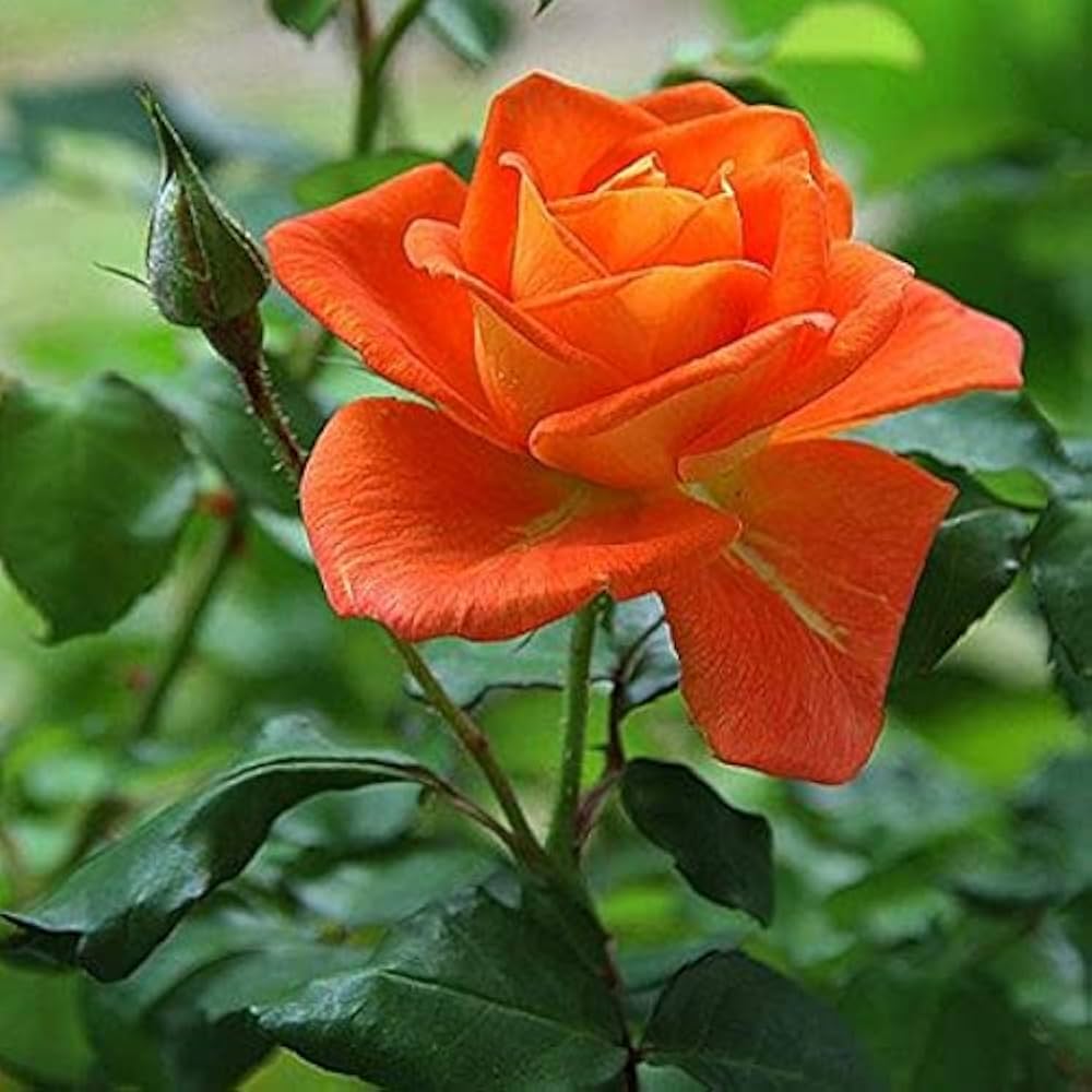 Colorful Roses with Red Edge Seeds (100 pcs) – Vibrant Rose Mix for Garden or Pots - Dharaseeds