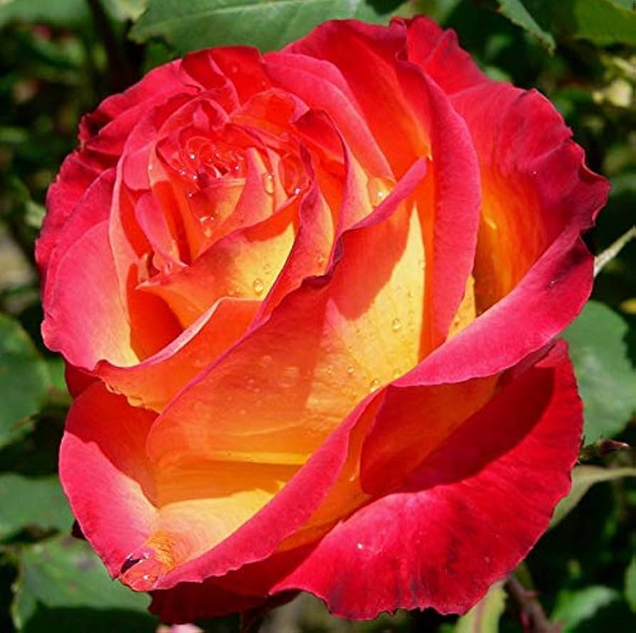 Colorful Roses with Red Edge Seeds (100 pcs) – Vibrant Rose Mix for Garden or Pots - Dharaseeds