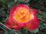 Colorful Roses with Red Edge Seeds (100 pcs) – Vibrant Rose Mix for Garden or Pots - Dharaseeds