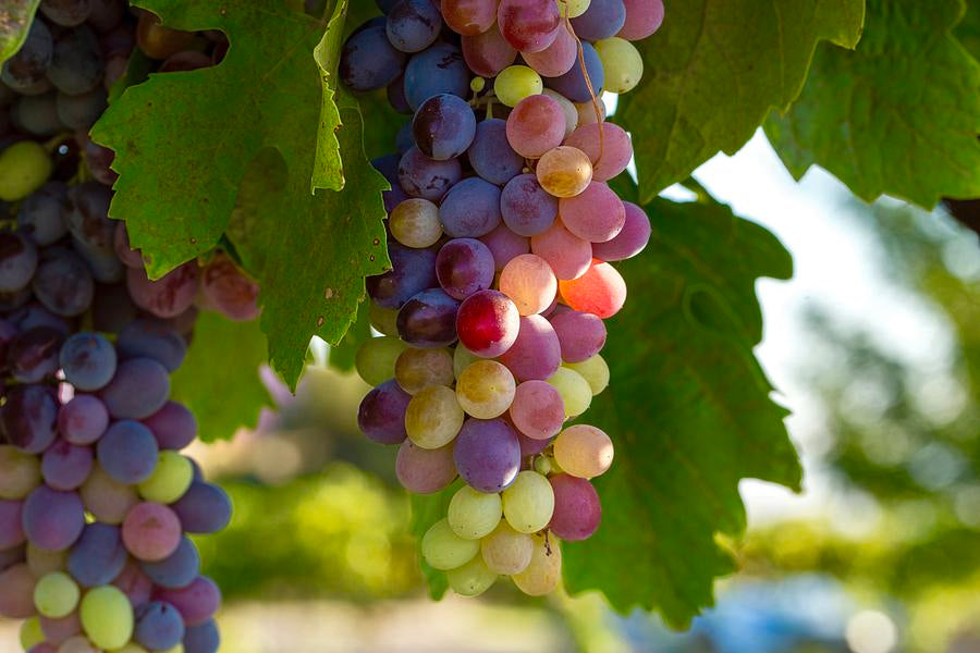 Uvalino Grape (Vitis vinifera) – Sweet, Juicy, and Refreshing Table Grape