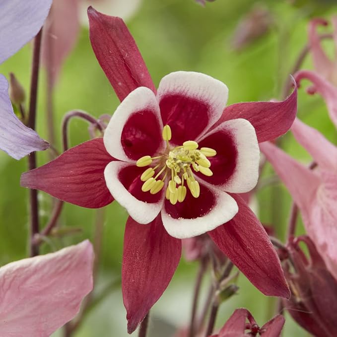 Columbine Aquilegia Canadensis Blue Flower Seeds for Planting – Ideal for Woodland Gardens and Pollinator Spaces - Dharaseeds
