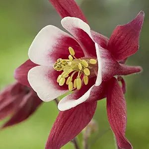 Columbine Aquilegia Canadensis Blue Flower Seeds for Planting – Ideal for Woodland Gardens and Pollinator Spaces - Dharaseeds