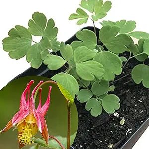 Columbine Aquilegia Canadensis Eastern Red Flower Seeds for Planting – Native Wildflower for Pollinator Gardens and Border Edging - Dharaseeds