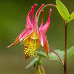 Columbine Aquilegia Canadensis Eastern Red Flower Seeds for Planting – Native Wildflower for Pollinator Gardens and Border Edging - Dharaseeds