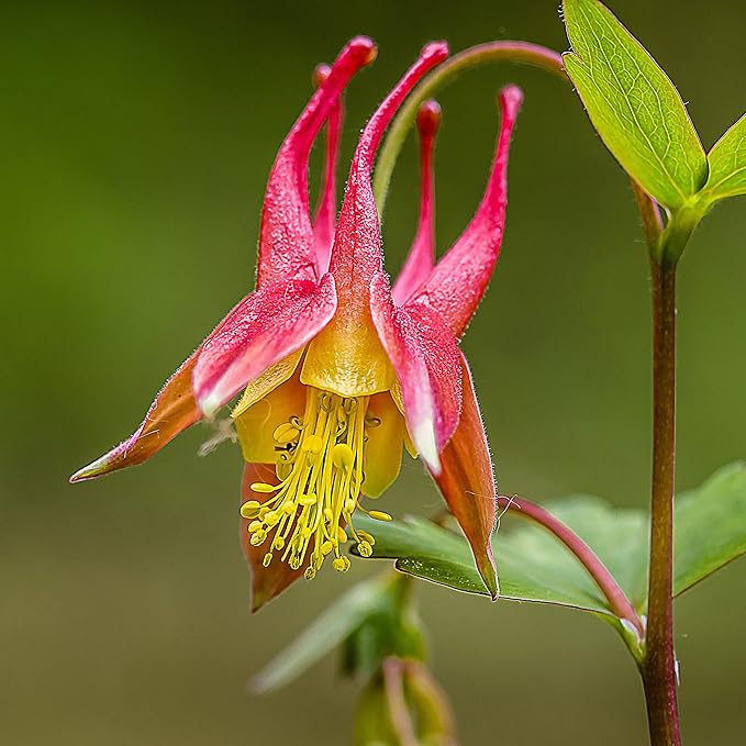 Columbine Aquilegia Canadensis Eastern Red Flower Seeds for Planting – Native Wildflower for Pollinator Gardens and Border Edging - Dharaseeds