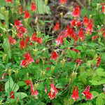 Columbine Aquilegia Canadensis Eastern Red Flower Seeds for Planting – Native Wildflower for Pollinator Gardens and Border Edging - Dharaseeds
