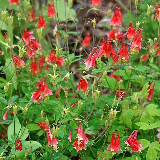 Columbine Aquilegia Canadensis Eastern Red Flower Seeds for Planting – Native Wildflower for Pollinator Gardens and Border Edging - Dharaseeds