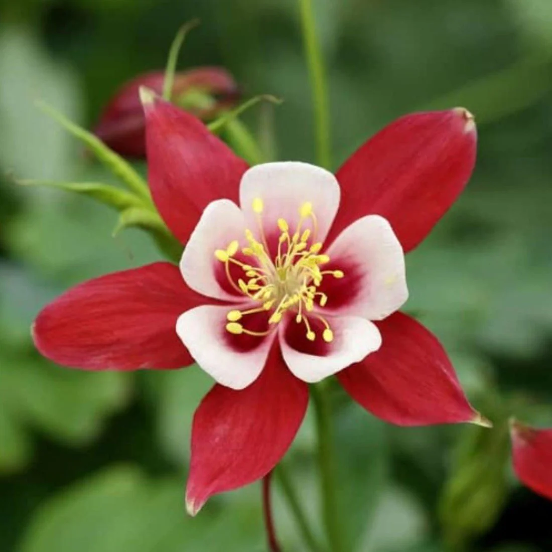 Red Yellow Aquilegia Flower Seeds for Planting – NON GMO Seeds