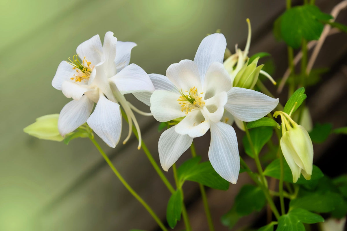 Columbine Aquilegia Vulgaris Perennial White Flower Seeds for Planting – Ideal for Woodland Gardens and Seasonal Blooms - Dharaseeds