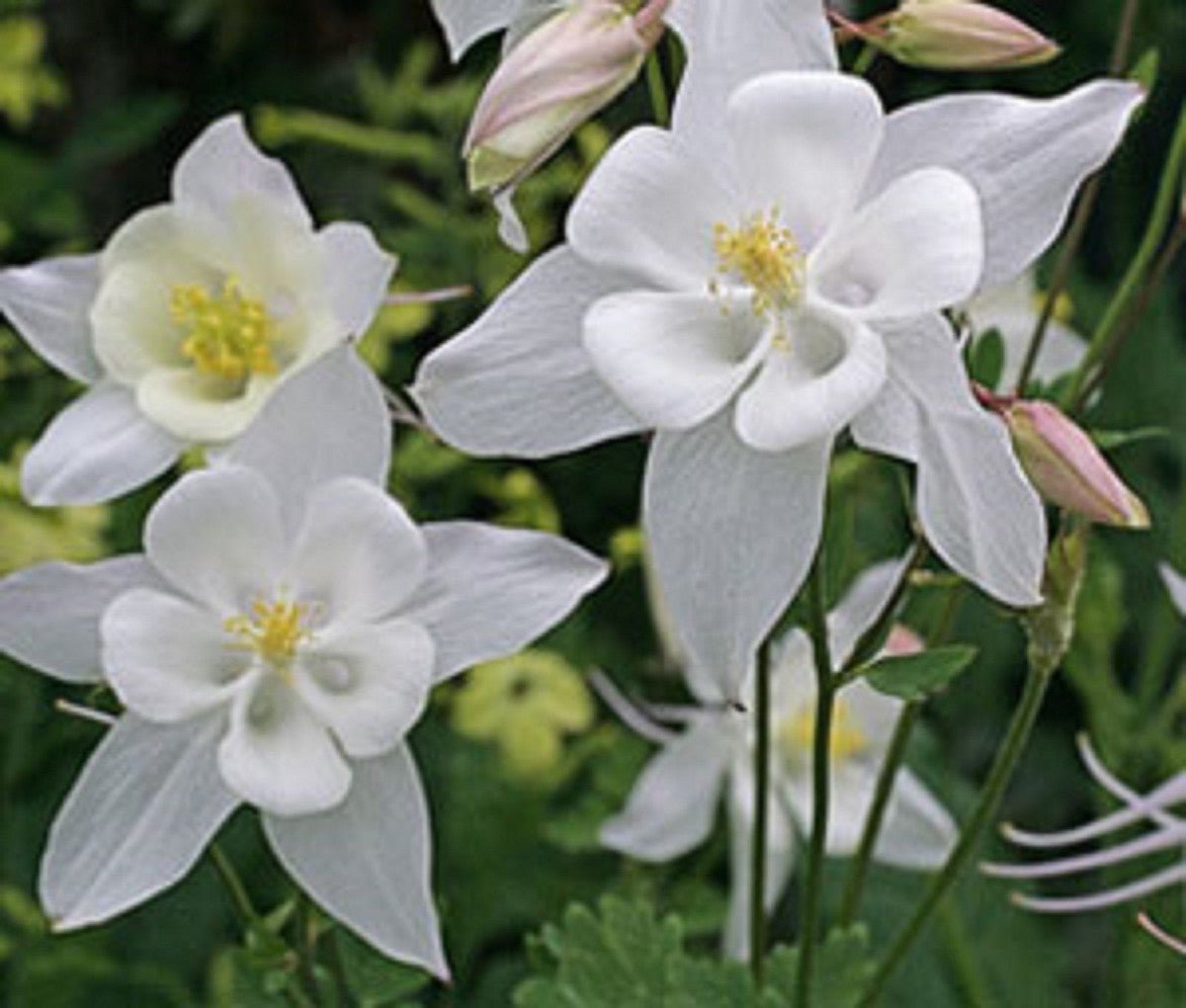 Columbine Aquilegia Vulgaris Perennial White Flower Seeds for Planting – Ideal for Woodland Gardens and Seasonal Blooms - Dharaseeds
