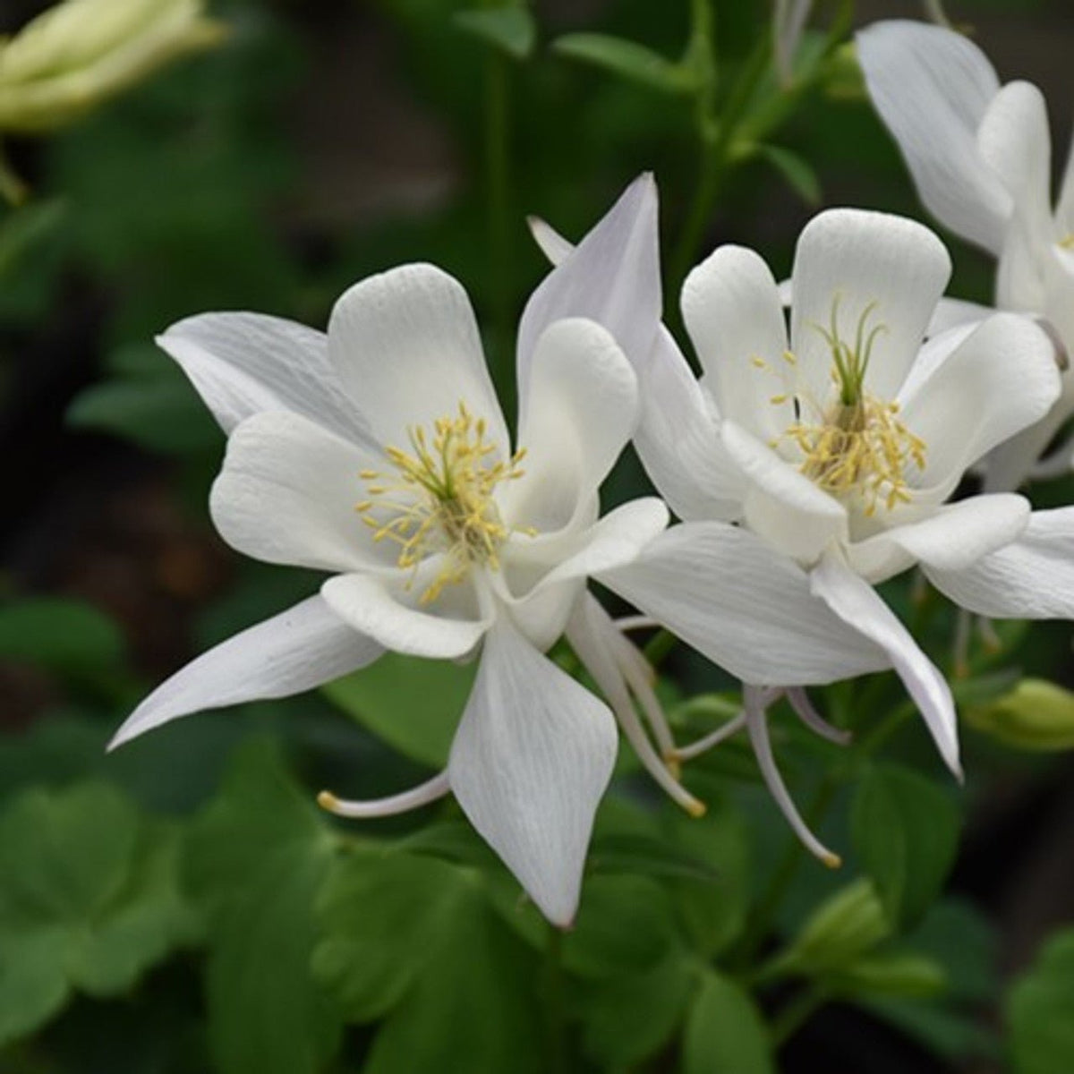 Columbine Aquilegia Vulgaris Perennial White Flower Seeds for Planting – Ideal for Woodland Gardens and Seasonal Blooms - Dharaseeds