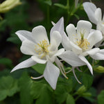 Columbine Aquilegia Vulgaris Perennial White Flower Seeds for Planting – Ideal for Woodland Gardens and Seasonal Blooms - Dharaseeds