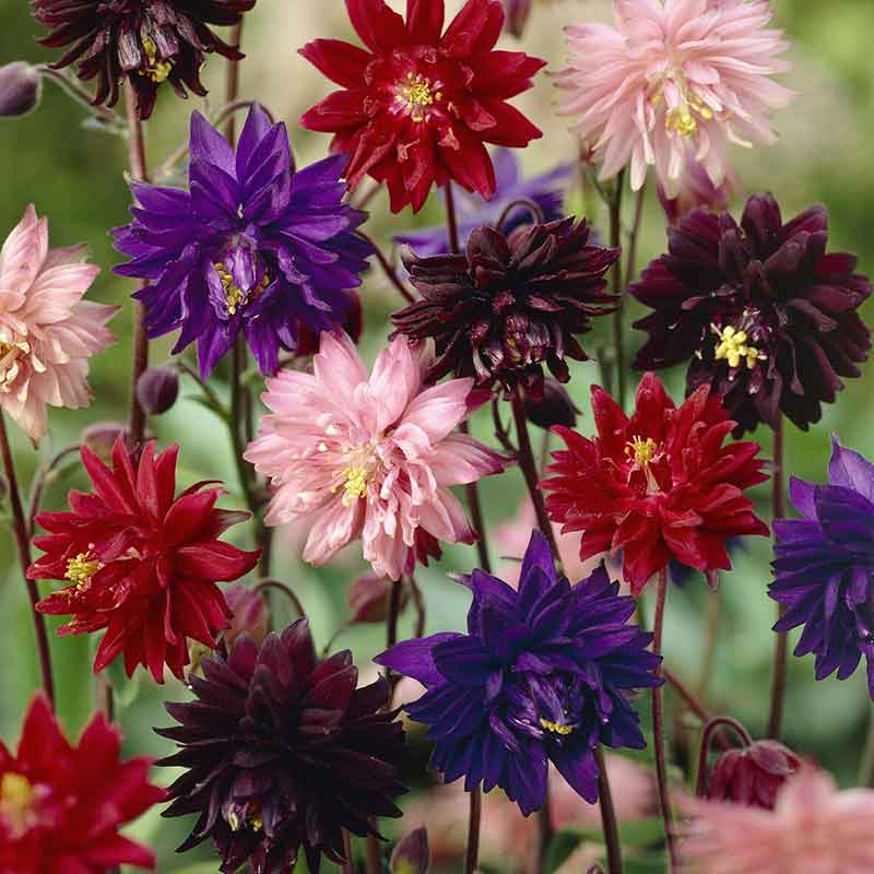 flowers high quality flower seeds for growing vibrant and colorful blooms in home gardens and landscapes organic flowers premium organic flower seeds for sustainable gardening and beautiful blossoms suitable for all climates